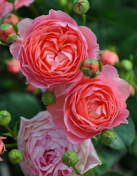 Hoa hồng ngoại La Chance rose  Nét đẹp từ sự tinh tế nhẹ nhàng